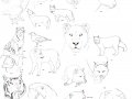 Realistic_Animal_Anatomy_1_by_dark_reign.jpg